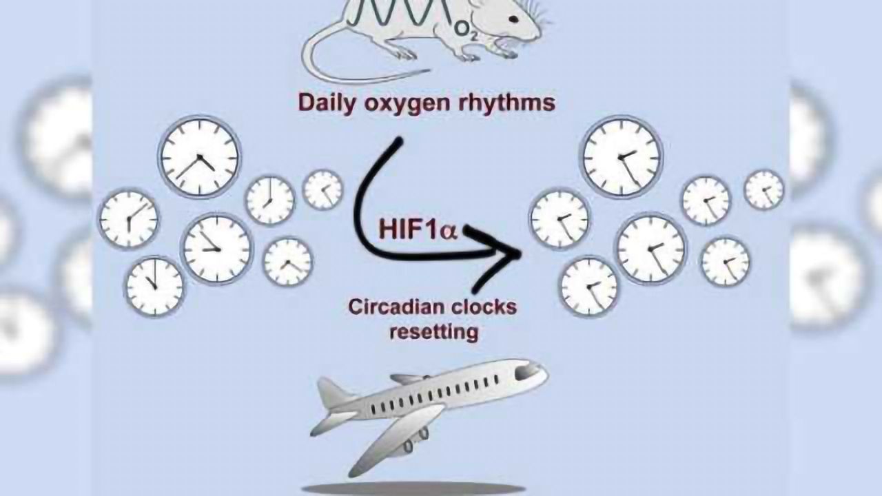 Blast of thin air can reset circadian clocks