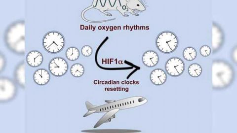 Blast of thin air can reset circadian clocks