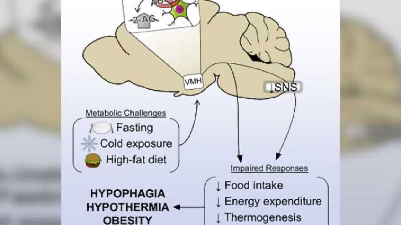 A metabolic switch to turn off obesity