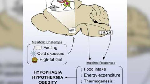A metabolic switch to turn off obesity