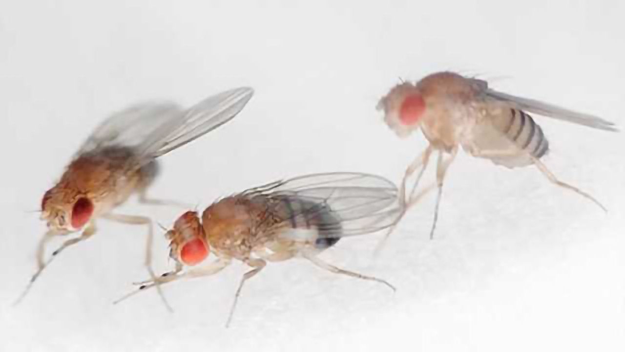 How the fruit fly's brain knows where the fruit fly's going