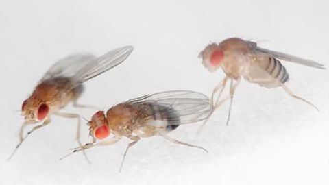 How the fruit fly's brain knows where the fruit fly's going