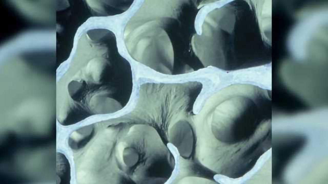 Understanding the fascinating interaction between bone and brain