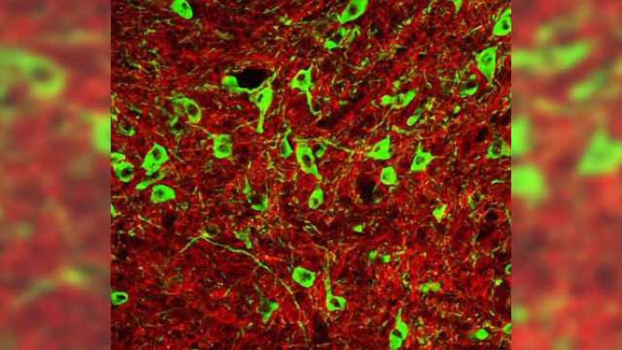 Stressed-out rats consume more alcohol, revealing related brain chemistry