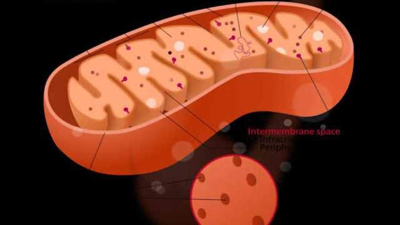 Power outage in the brain may be source of Alzheimer's