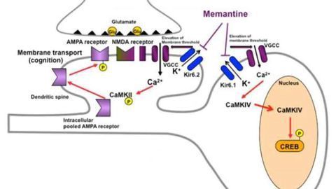 Alzheimer's disease found to be a diabetic disorder of the brain