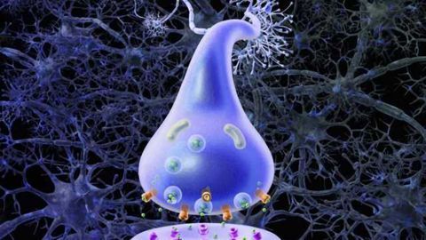 Researchers reveal how neurodegenerative diseases spread through the brain