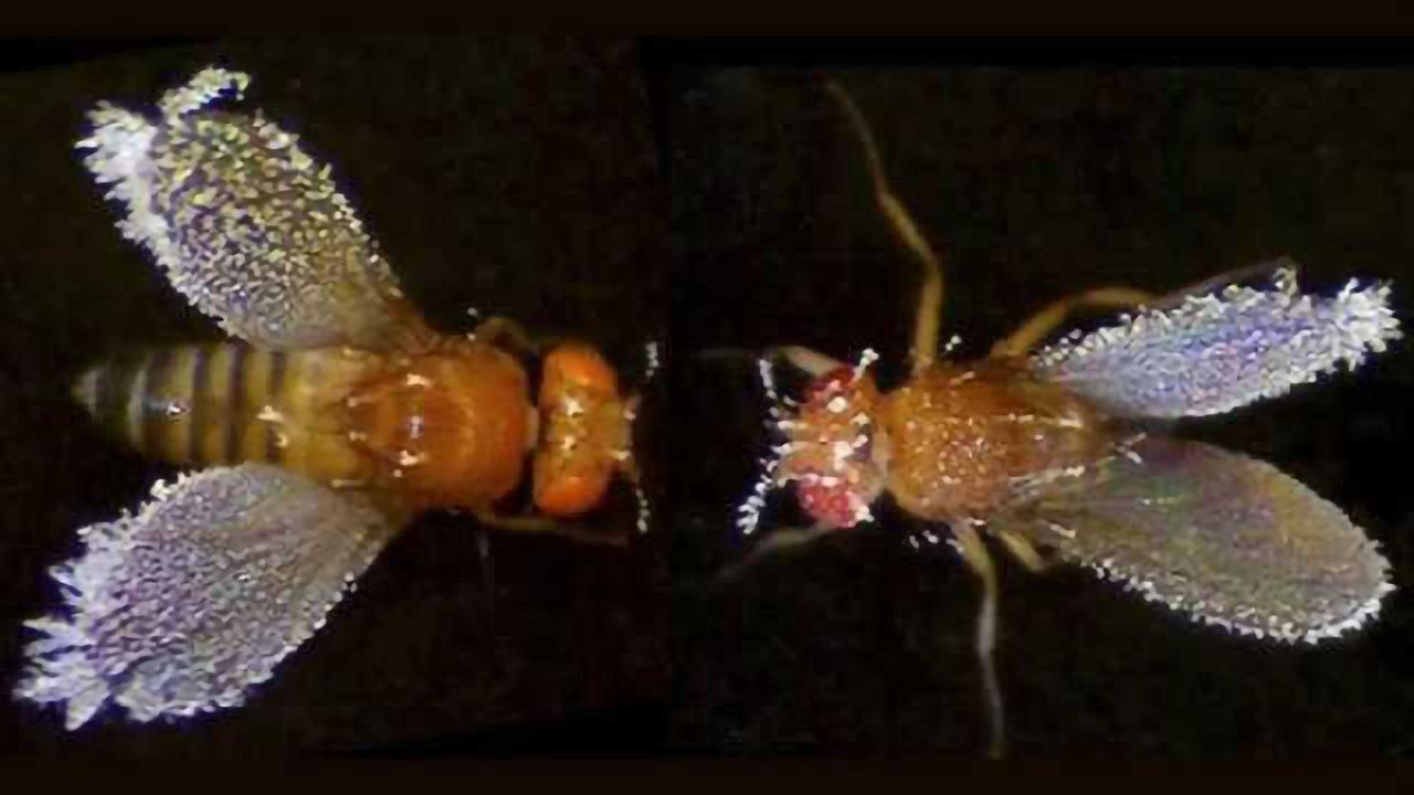 Researchers use fruit flies to understand how body responds to harmful, cold stimuli
