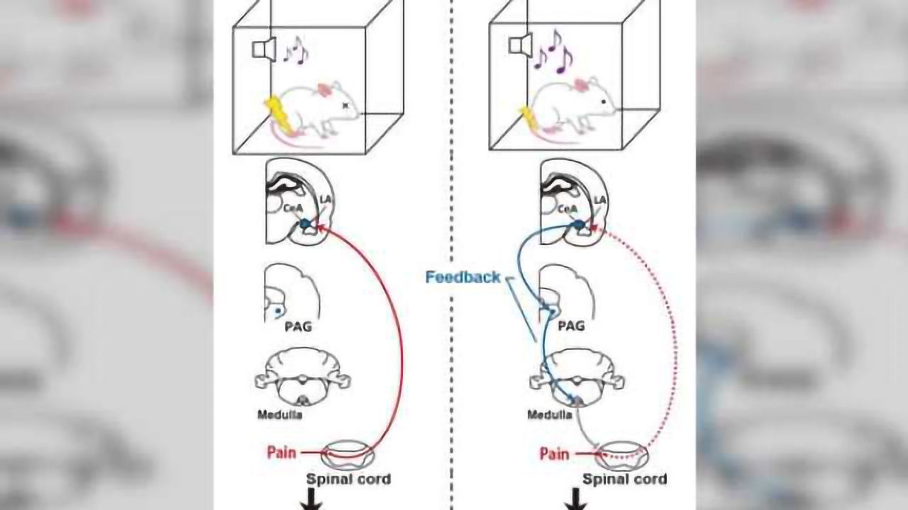 The power of expectation can restrain hyper-emotional memories in the brain