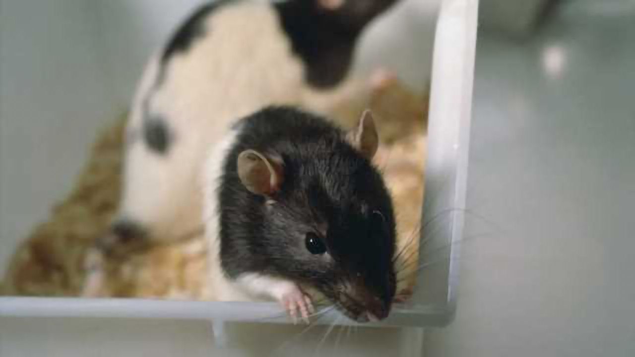 Animal study: Binge drinking in adolescence can affect brain functions in future offspring