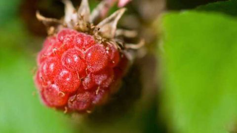 Red is good—The brain uses color to help us choose what to eat