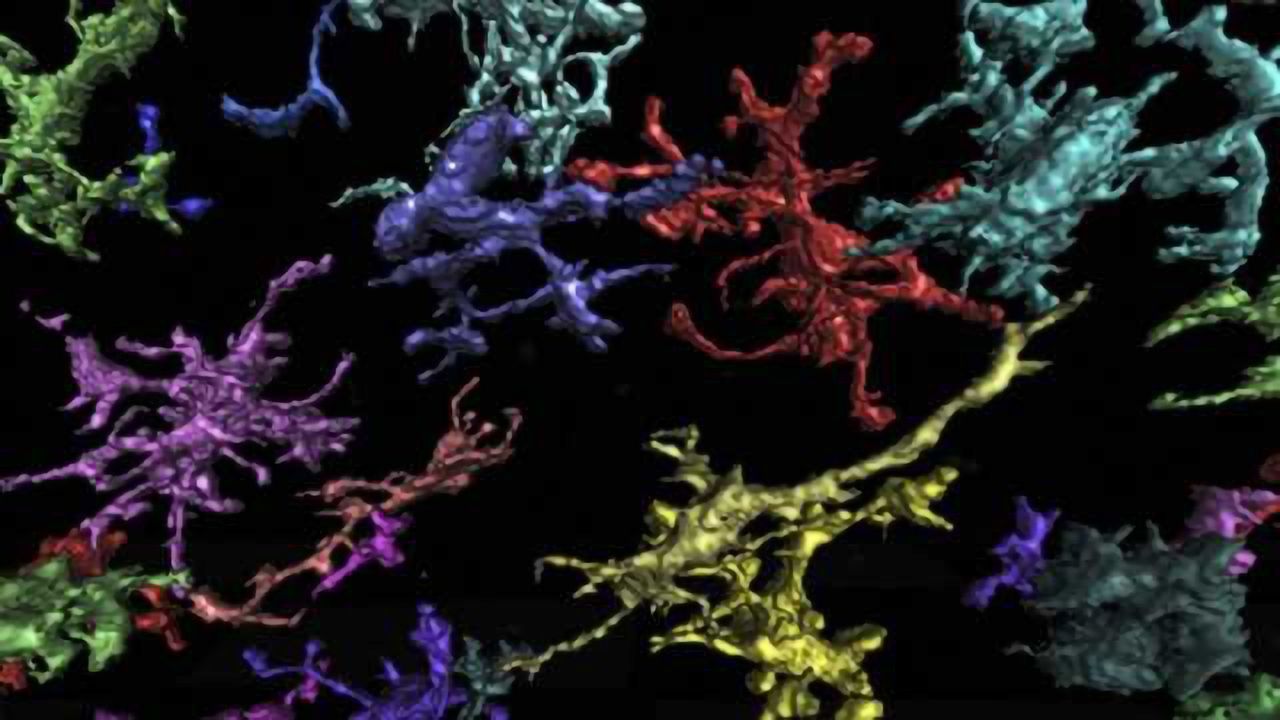 Study reveals role of spleen in prolonged anxiety after stress