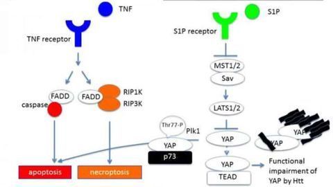 Novel type of cell death in Huntington's disease may lead to effective new therapies