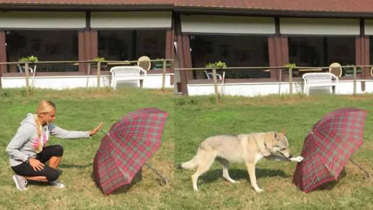Your dog remembers what you did