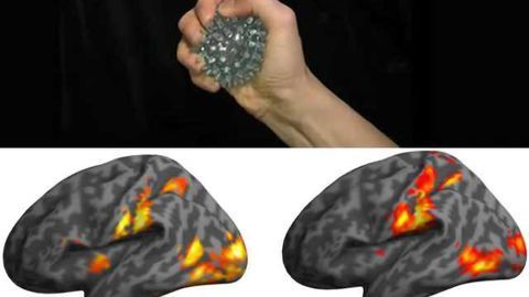 Sometimes just watching hurts—and the signs of pain are seen in the brain