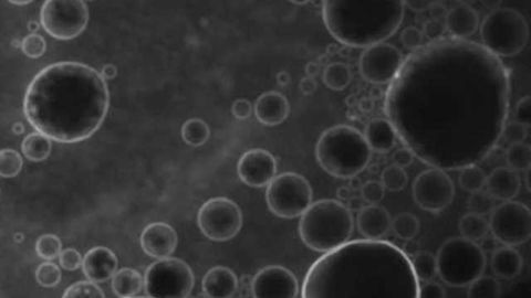 Microbubbles and ultrasound open the blood-brain barrier to administer drugs