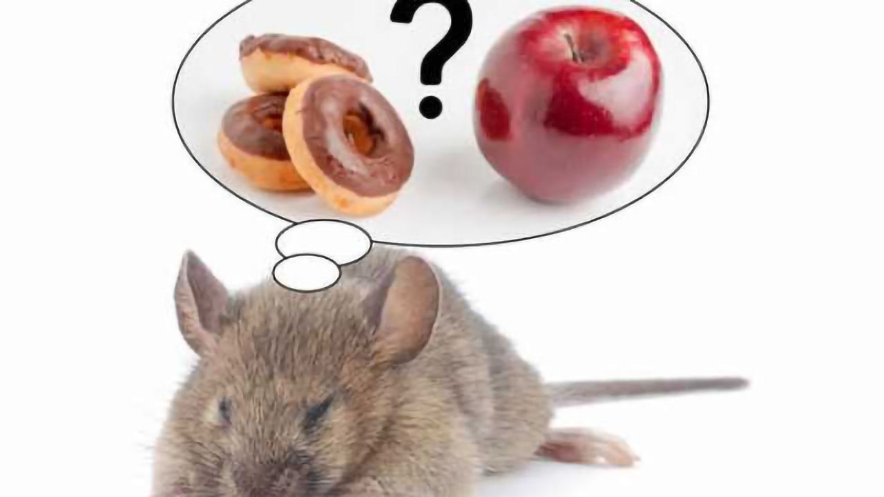 Direct link between REM sleep loss and the desire for sugary and fatty foods discovered