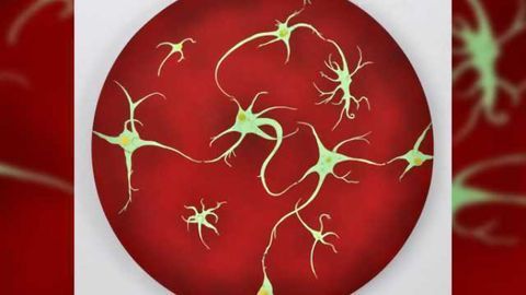 Brain blocks new memory formation on waking to safeguard consolidation of existing memories