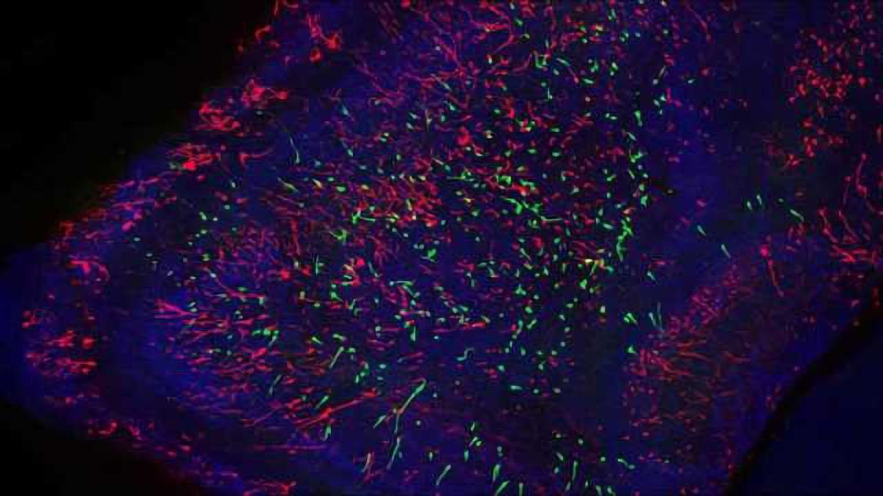 When neurons are 'born' impacts olfactory behavior in mice