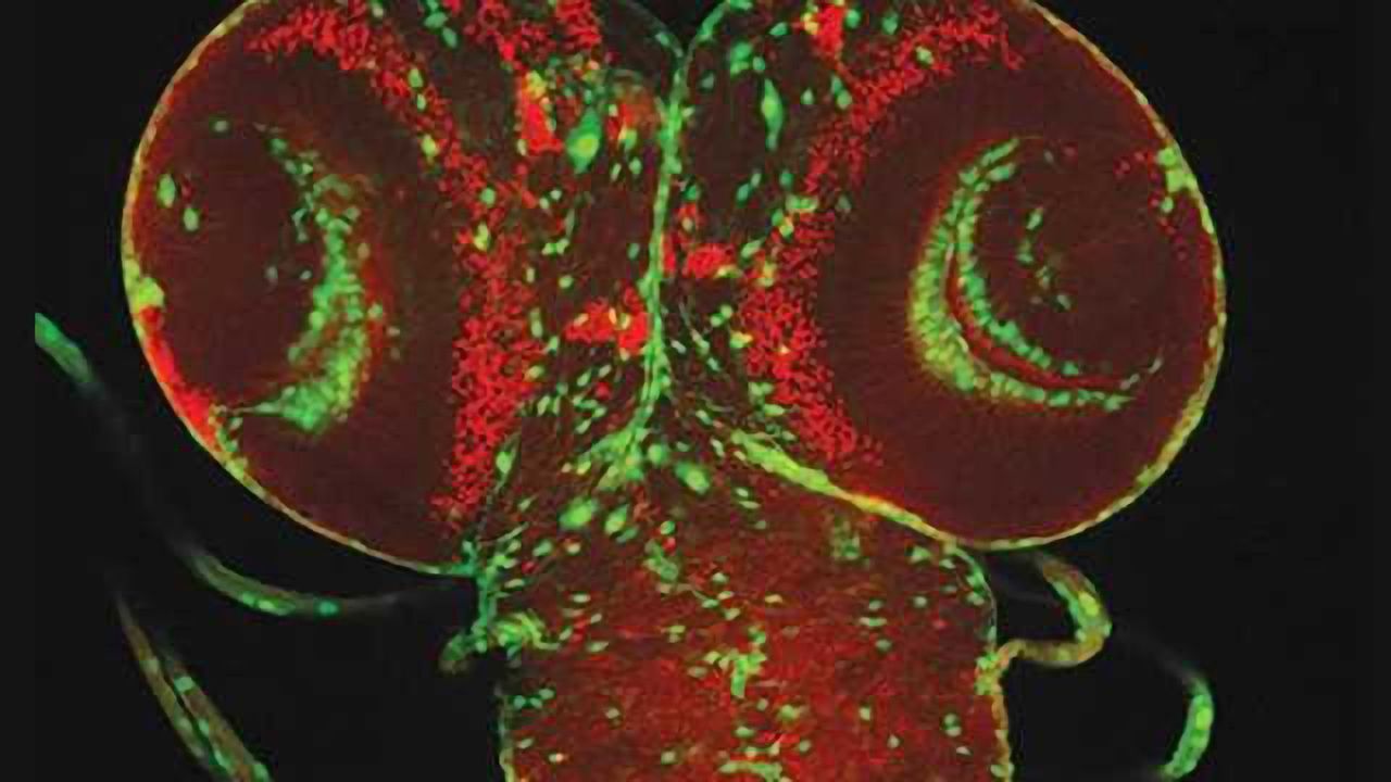 Attractive drug candidate identified to target glioma brain tumors