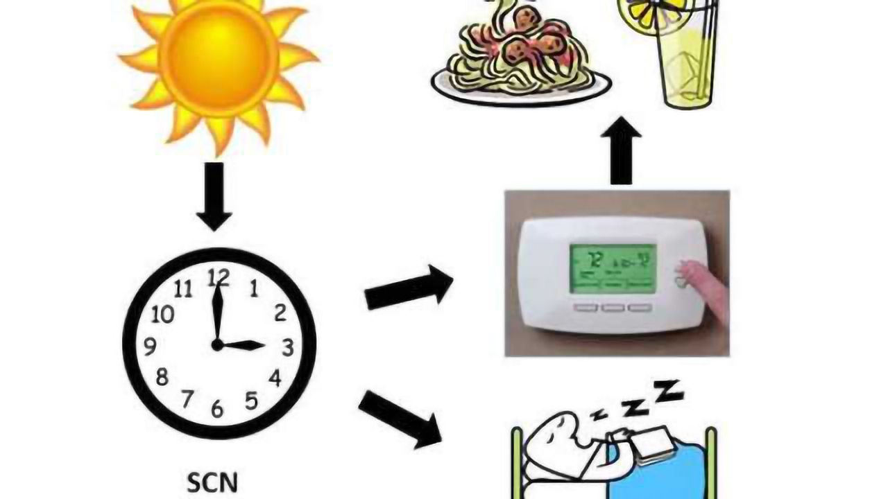 Here's why you don't feel jet-lagged when you run a fever