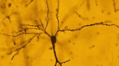The late effects of stress: New insights into how the brain responds to trauma