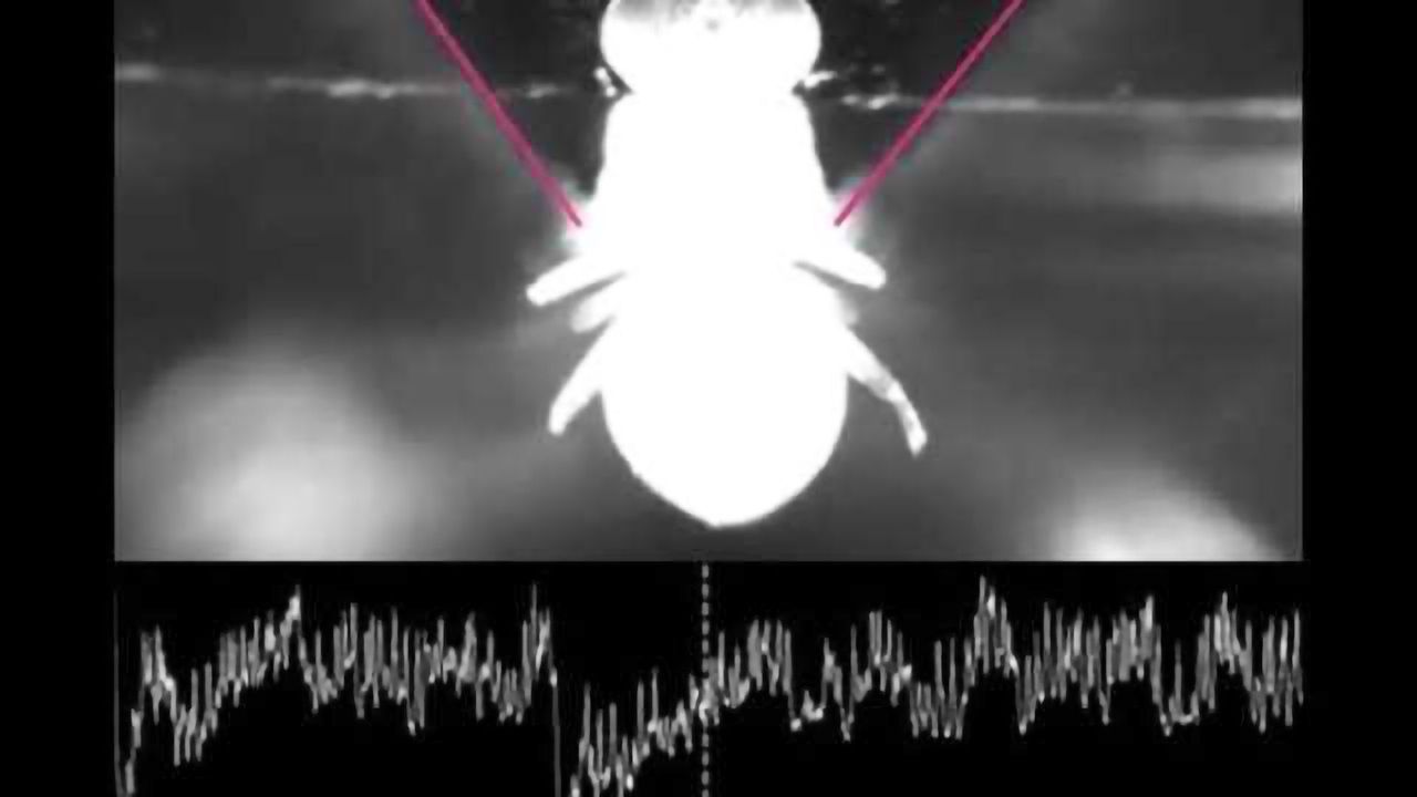 New research offers clues into how the brain shapes perception to control behavior