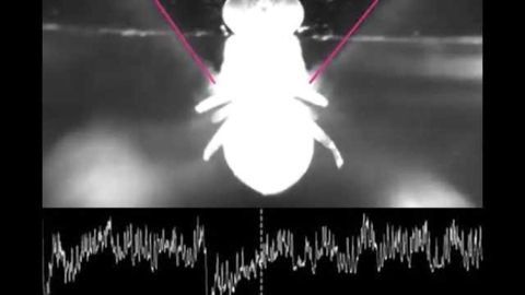 New research offers clues into how the brain shapes perception to control behavior