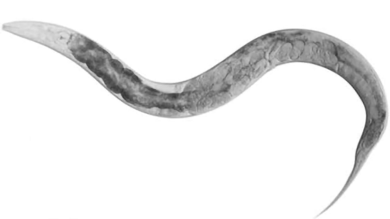 Worms have teenage ambivalence, too