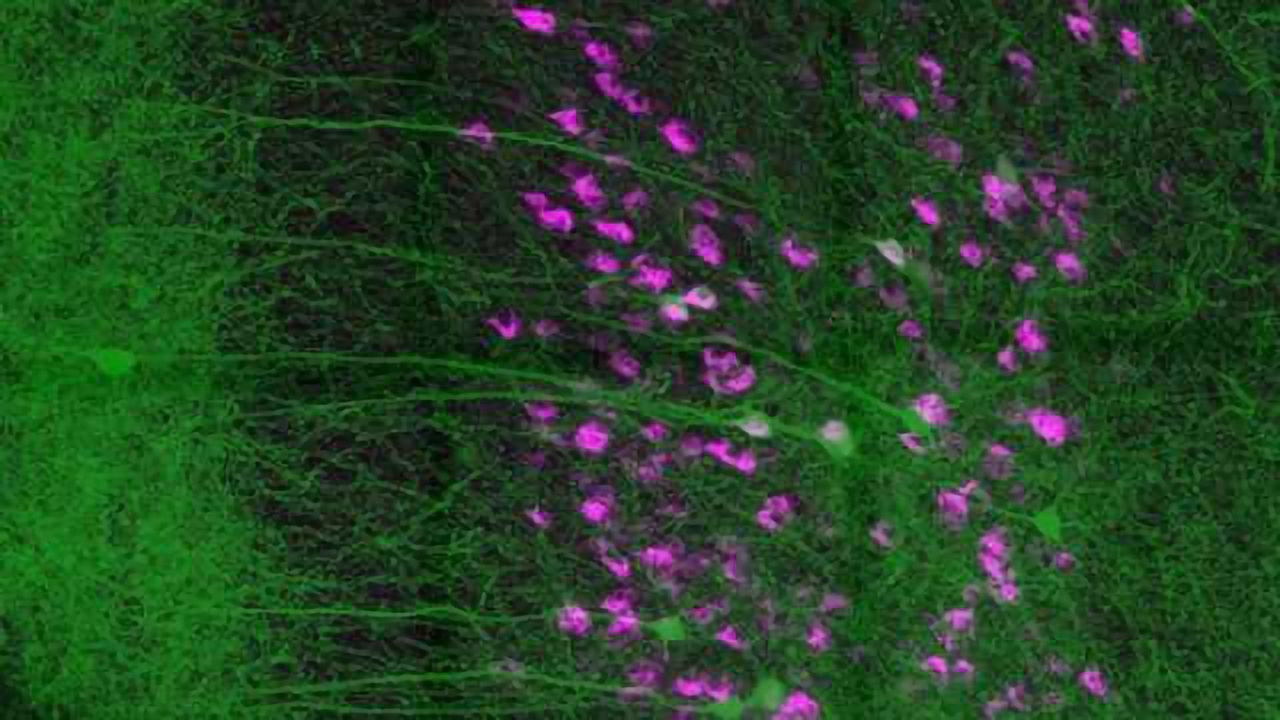 Neural connection keeps instincts in check