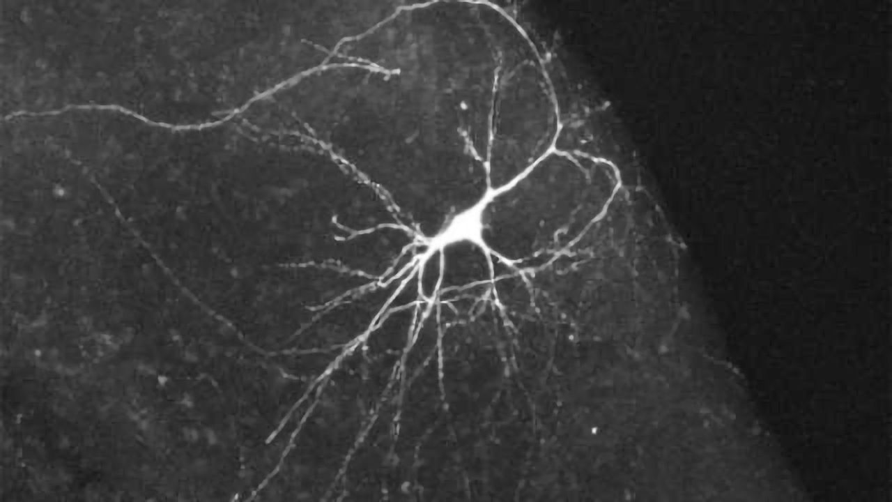 Implanting rewarding memories during sleep