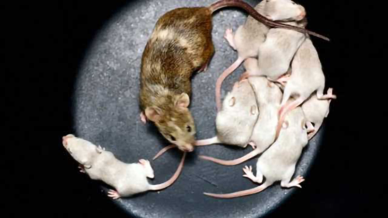 Social Bonding and the Brain: Oxytocin’s role in a neural circuit for maternal social behavior