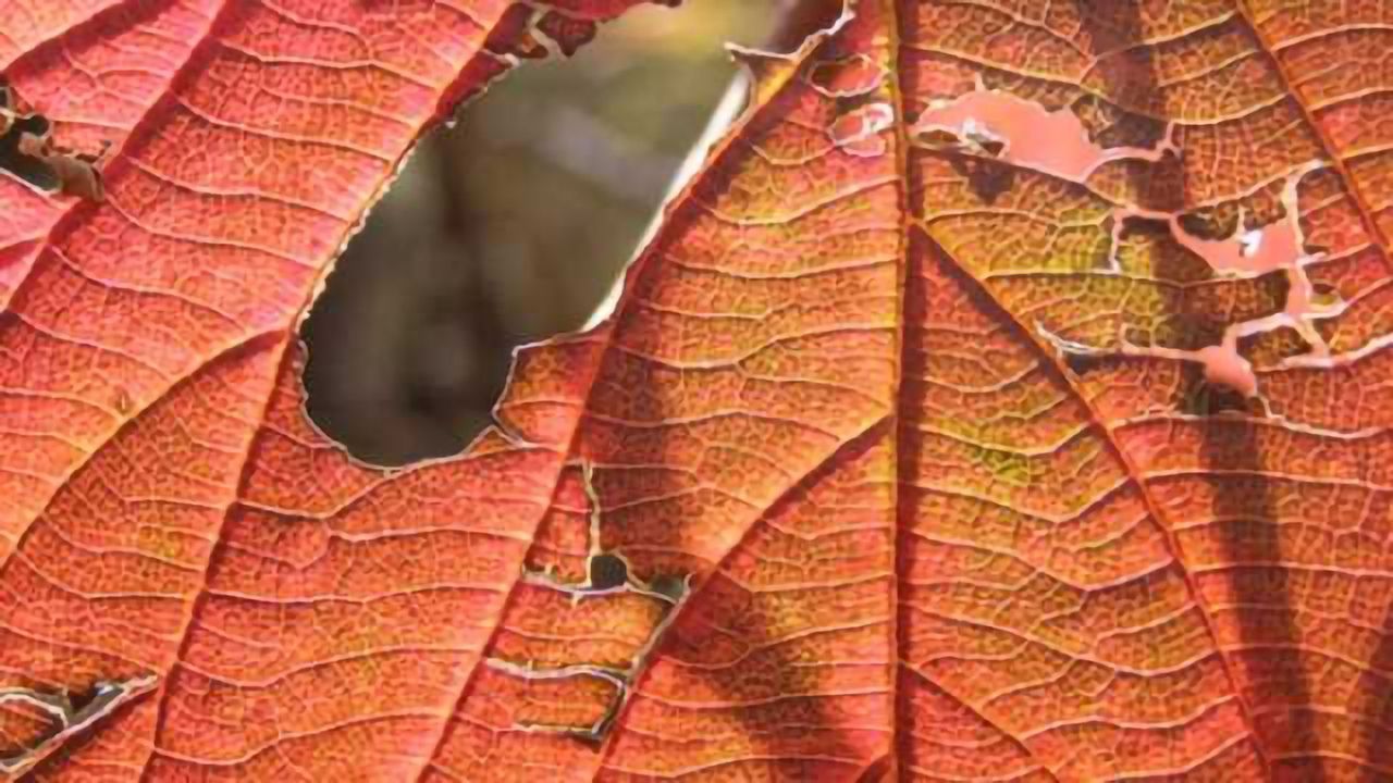 Genetic links to the seasonal clock