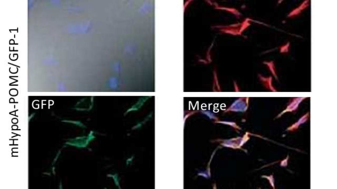 Adult Mouse Hypothalamus & Pituitary Cell Lines