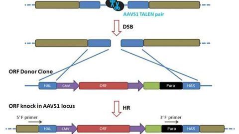 Successfully introduce transgenes using the Safe Harbor system