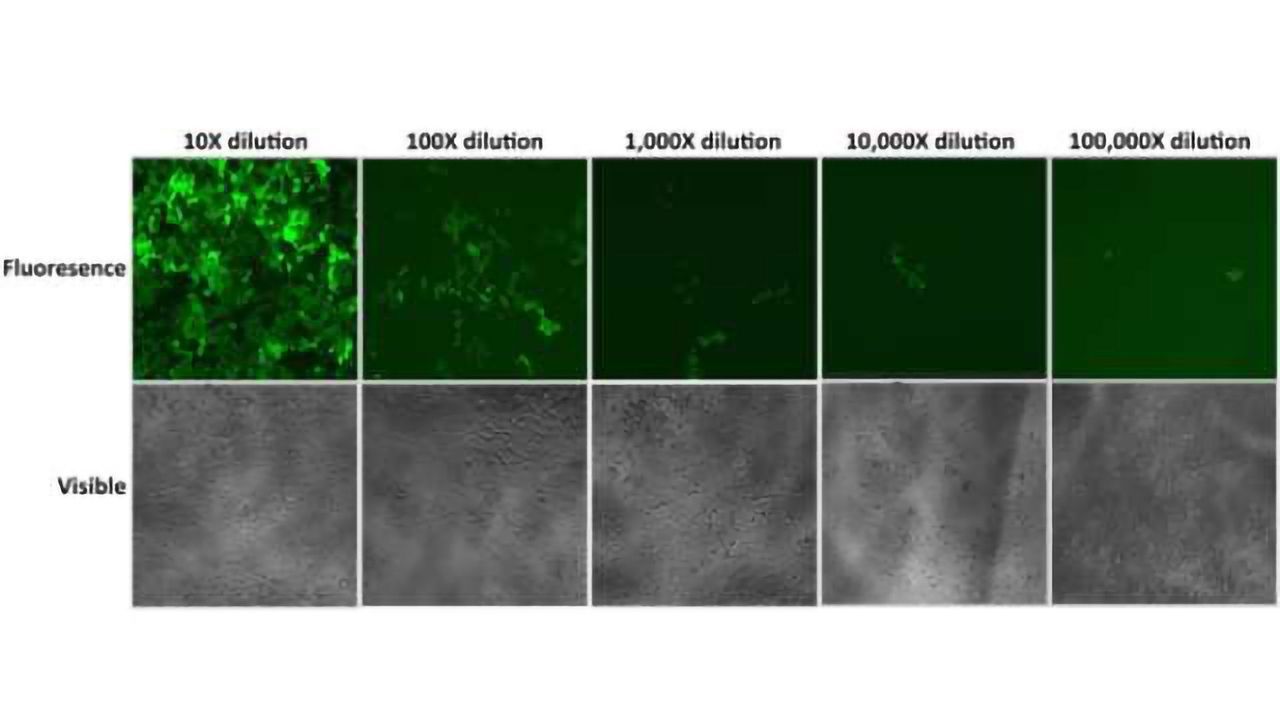 Lentiviral applications and understanding MOI