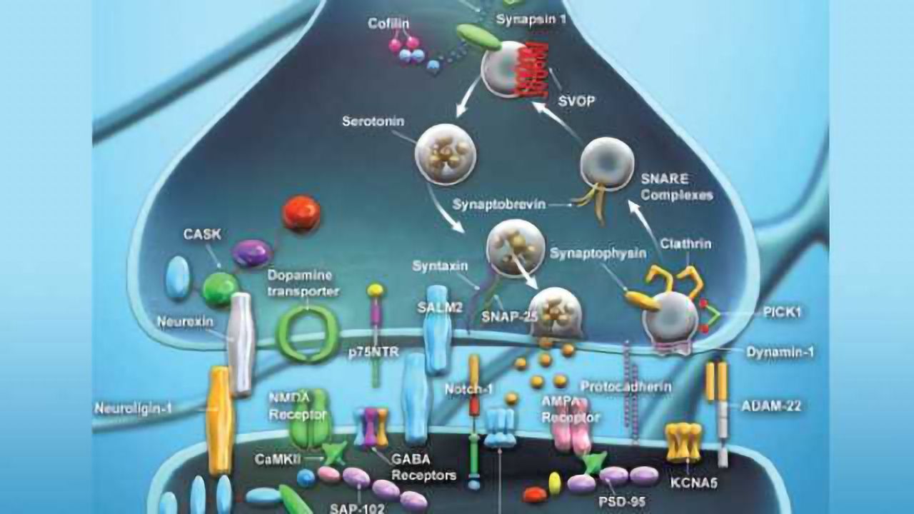 Synaptic Function Antibodies from BioLegend