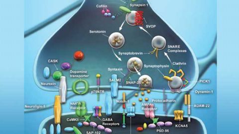 Synaptic Function Antibodies from BioLegend