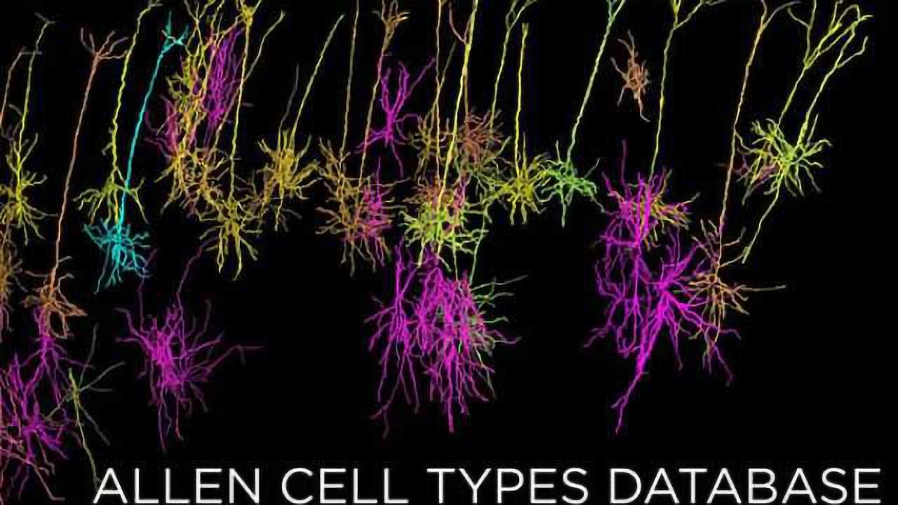 Allen Cell Types Database launched