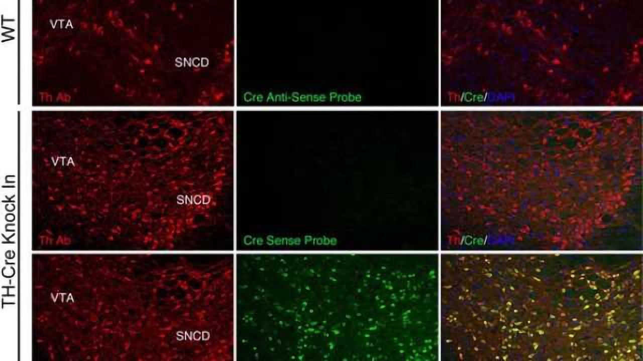 Optogenetics Now in Your Favorite Species