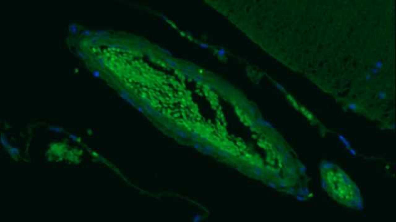 SNARE Complex Antibodies from Cedarlane