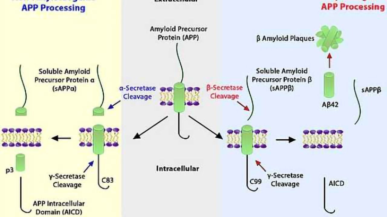 Amyloid Precursor Protein and Aß Detection from BioLegend