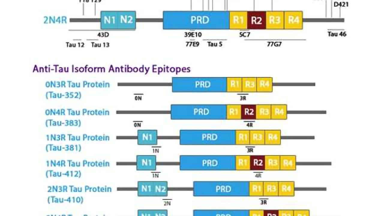 Tau Proteins, Isoforms, Antibodies