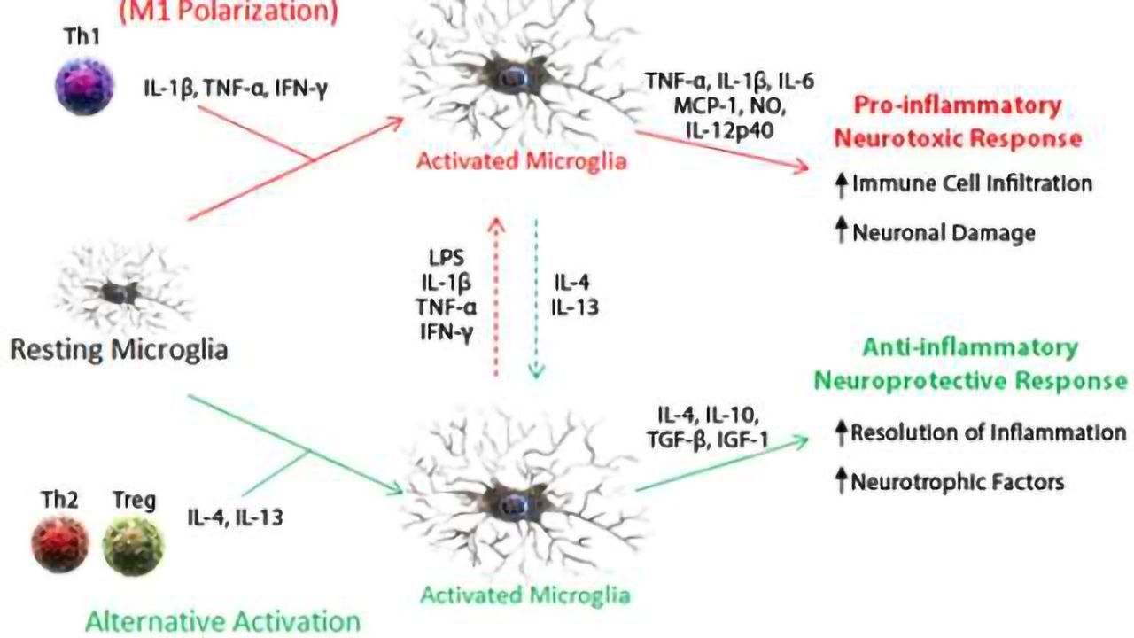 Microglial activation and neuroinflammation reagents from BioLegend