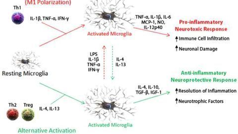 Microglial activation and neuroinflammation reagents from BioLegend