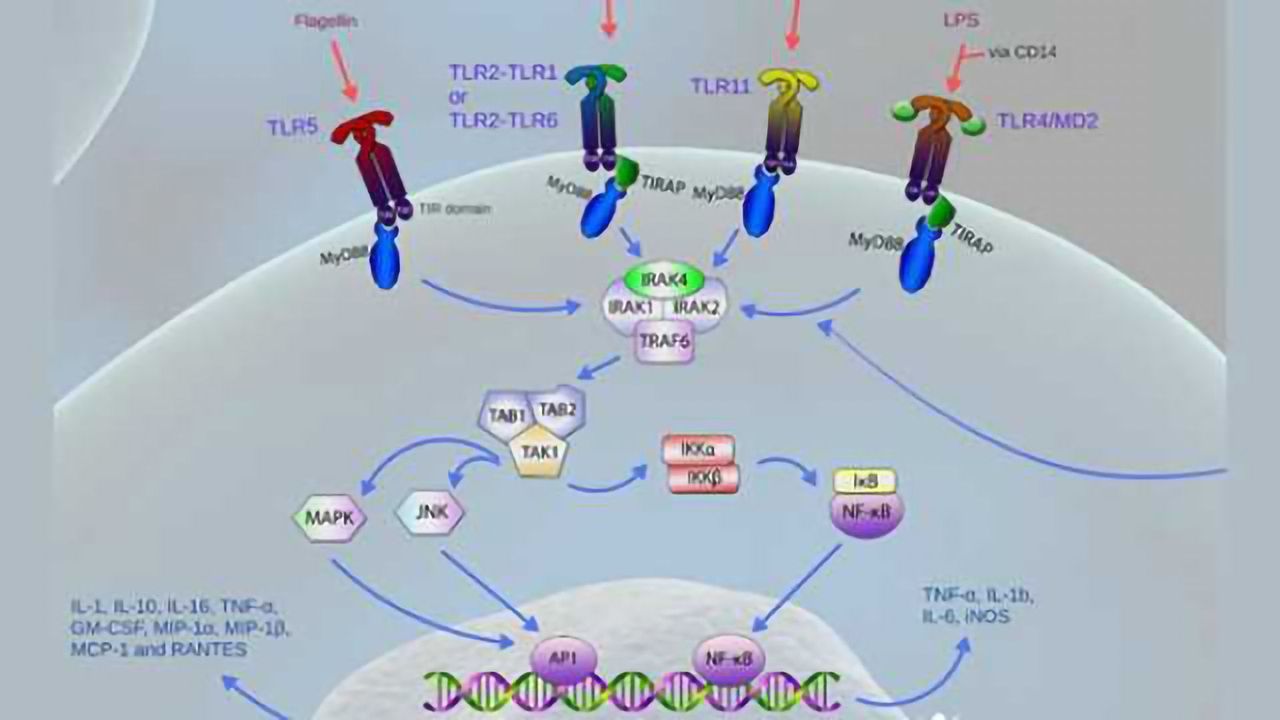 Innate signaling in neuroscience