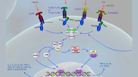 Innate signaling in neuroscience