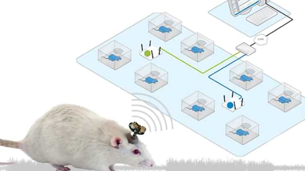 Head-mounted solution for wireless EEG monitoring