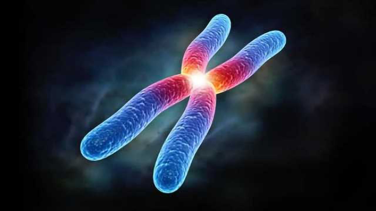 Telomerase Products