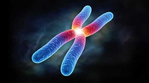 Telomerase Products